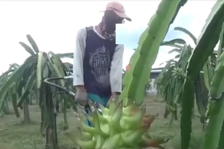 Wujudkan Visi Misi UMKT: Prodi S1 Farmasi dan S1 Kesehatan Lingkungan UMKT Adakan Pelatihan, Penyuluhan Dan Pembuatan Sabun Buah Naga Di Desa Batuah, Kalimantan Timur
